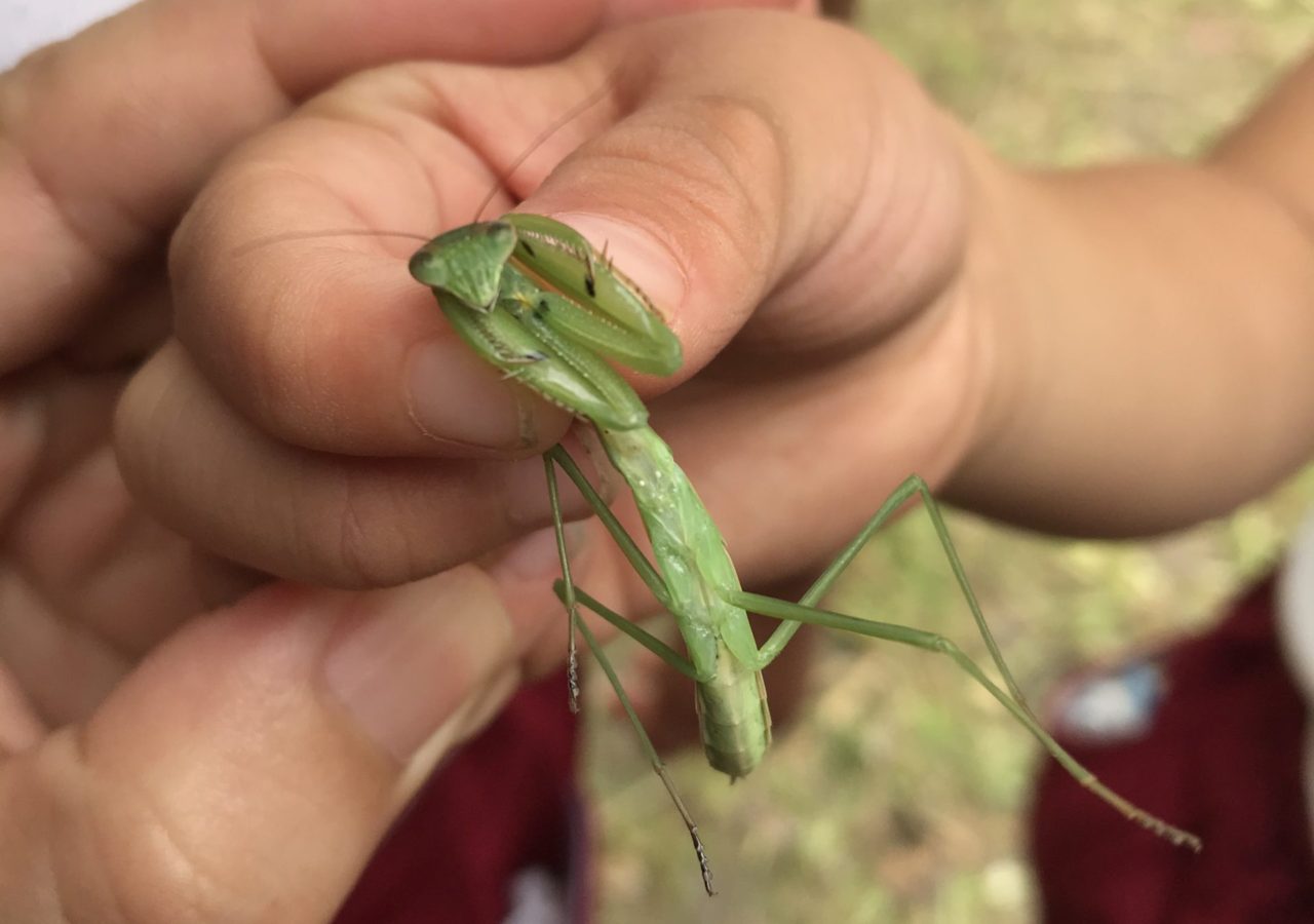 ひかりのはたけ