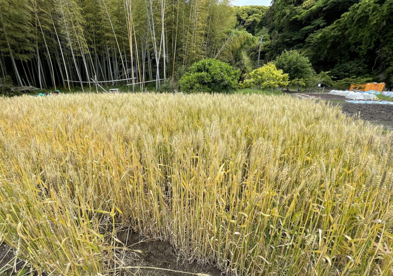 ひかりのはたけ