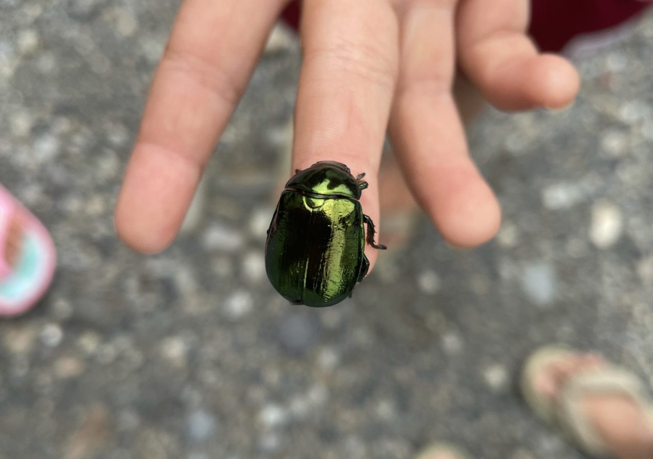 ひかりのはたけ